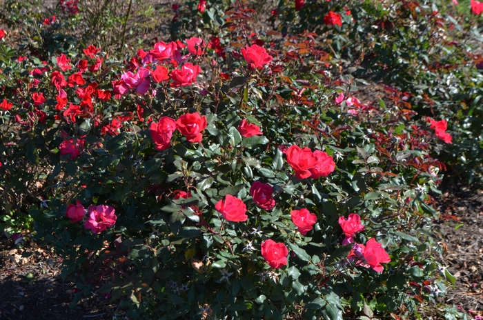Red Knock Out&reg; - Rosa 'Radrazz' (Shrub Rose) from IGC Quicksite Upgrade