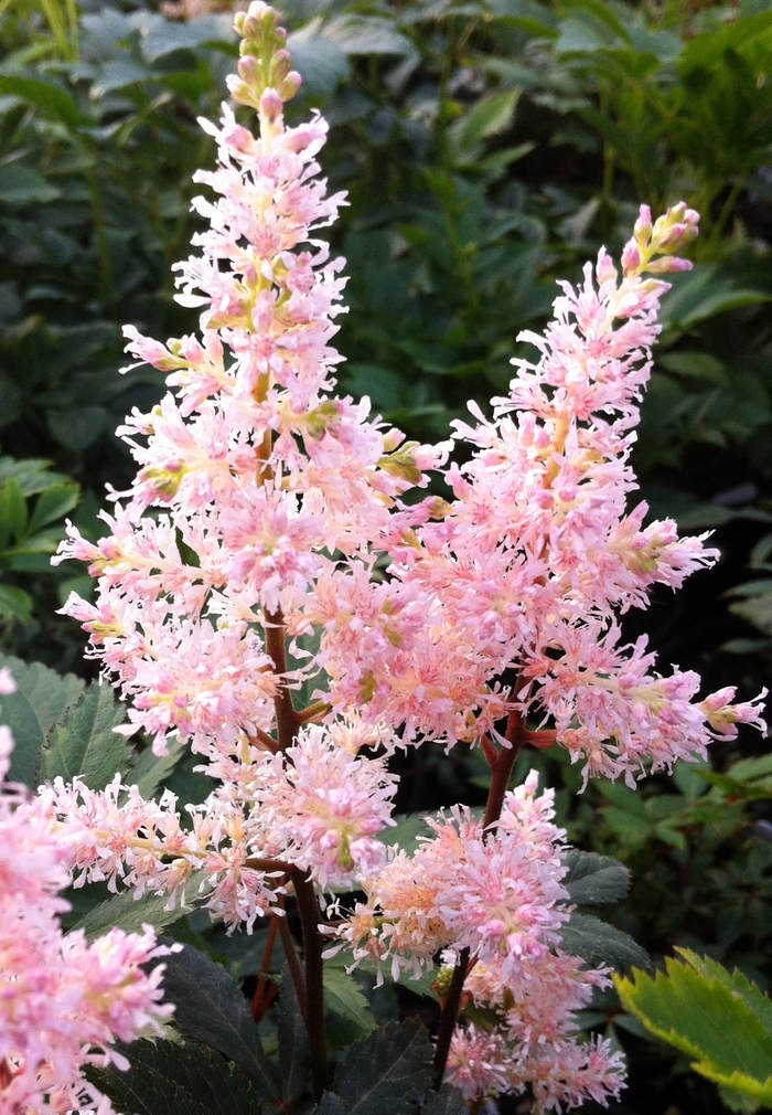 'Peach Blossom' - Astilbe japonica (False Spirea) from IGC Quicksite Upgrade