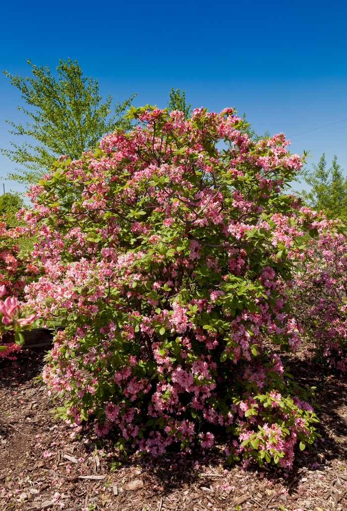 Electric Lights&trade; 'Double Pink' - Rhododendron (Azalea) from IGC Quicksite Upgrade