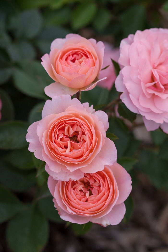 Easy Elegance&reg; Calypso - Rosa (Rose) from IGC Quicksite Upgrade