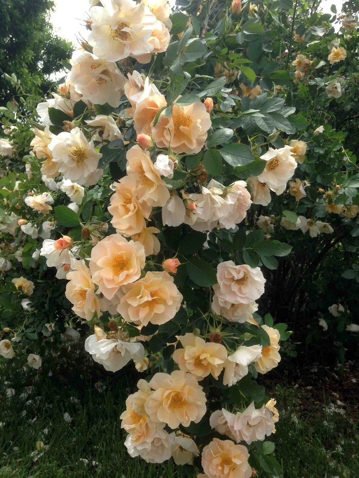 'Above and Beyond&trade;' - Rosa (Climbing Rose) from IGC Quicksite Upgrade