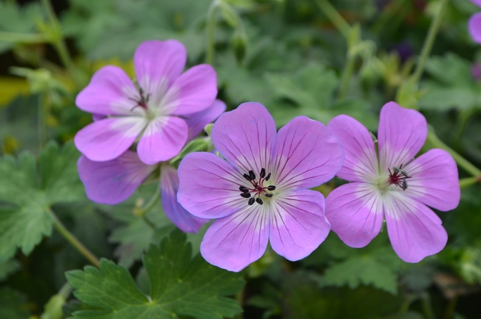 Cranesbill - Geranium 'Bloom Time' from IGC Quicksite Upgrade