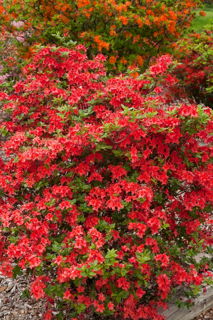 Electric Lights&trade; 'Red' - Rhododendron (Azalea) from IGC Quicksite Upgrade