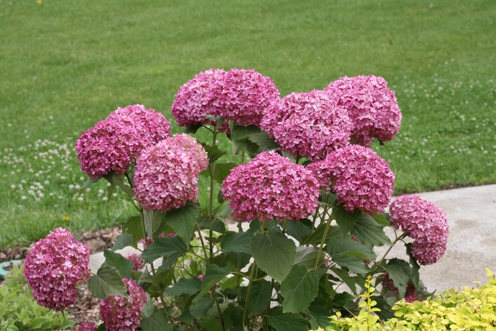 'Invincibelle Mini Mauvette®' Smooth Hydrangea - Hydrangea arborescens from IGC Quicksite Upgrade