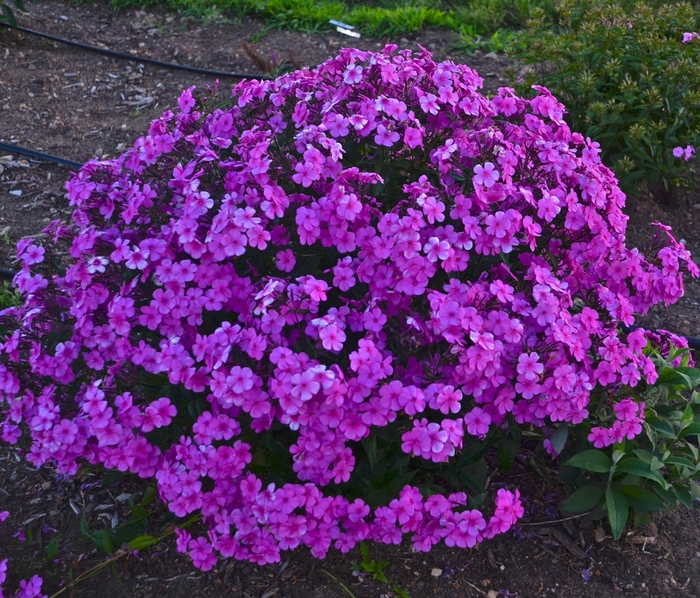 'Cloudburst' - Tall Cushion Phlox from IGC Quicksite Upgrade