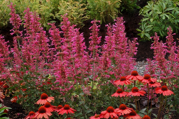 'Morello' - Agastache (Hummingbird Mint) from IGC Quicksite Upgrade