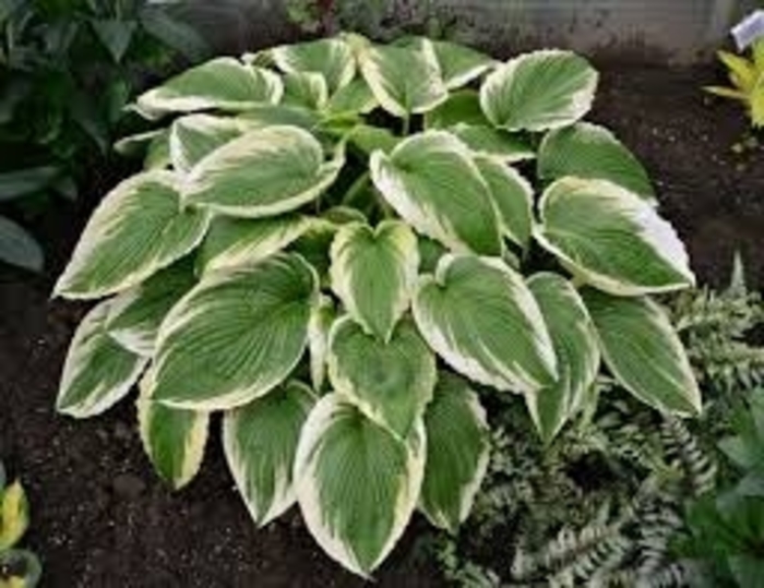 'Alex Summers' Hosta - Hosta 'Alex Summers' from IGC Quicksite Upgrade