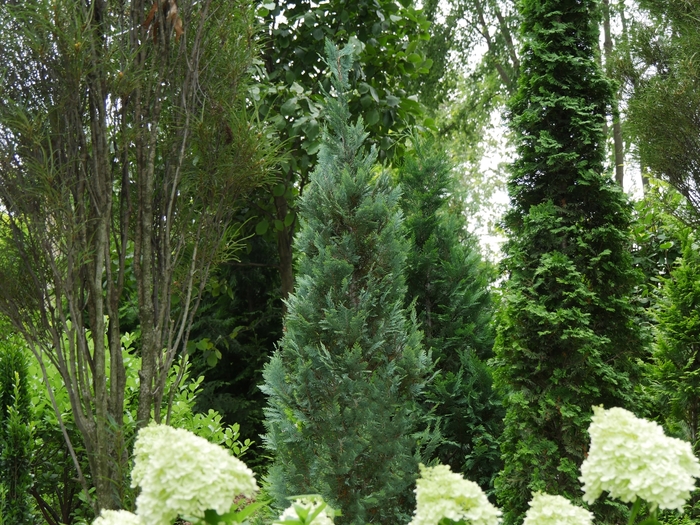 Pinpoint® Blue False Cypress - Chamaecyparis lawsoniana 'SMNCLBF' PP30707 from IGC Quicksite Upgrade