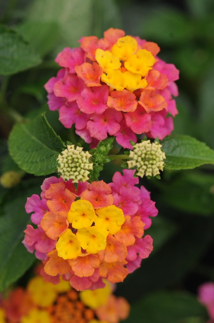 Landmark&trade; 'Sunrise Rose' - Lantana camara from IGC Quicksite Upgrade