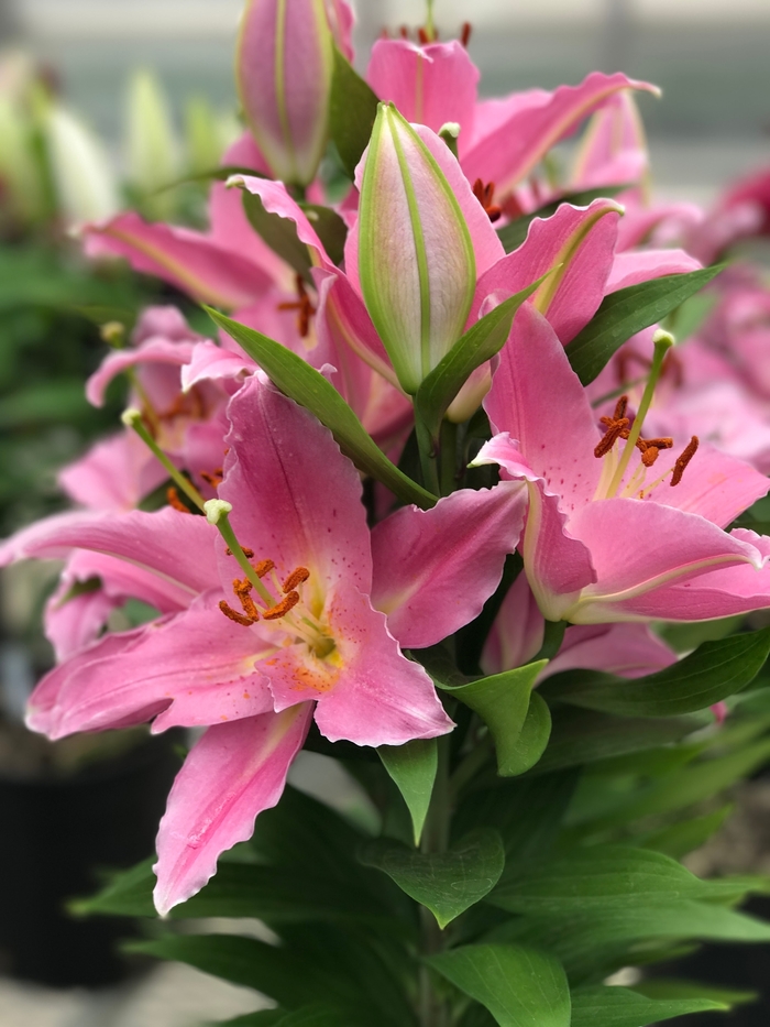 Lily Looks Sunny Camino - Lilium 'Sunny Camino' PPAF (Oriental Lily) from IGC Quicksite Upgrade