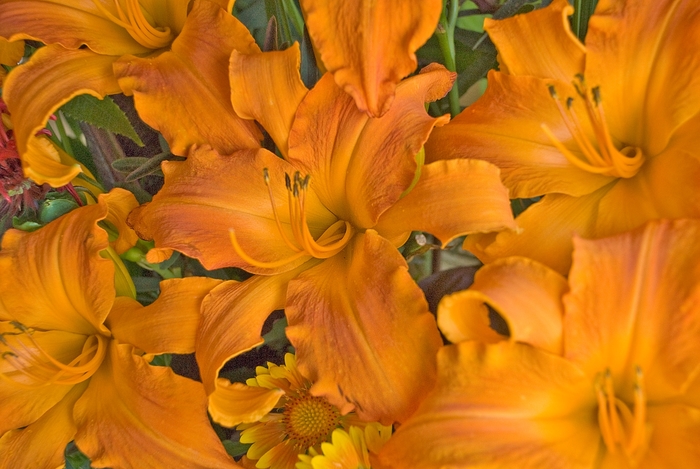 Rainbow Rhythm&reg; 'Primal Scream' - Hemerocallis (Daylily) from IGC Quicksite Upgrade