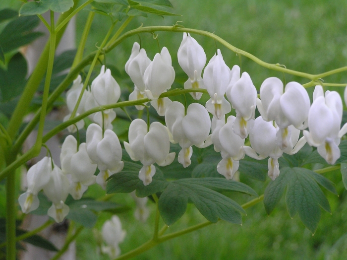 'Alba' Bleeding Heart - Dicentra spectabilis from IGC Quicksite Upgrade