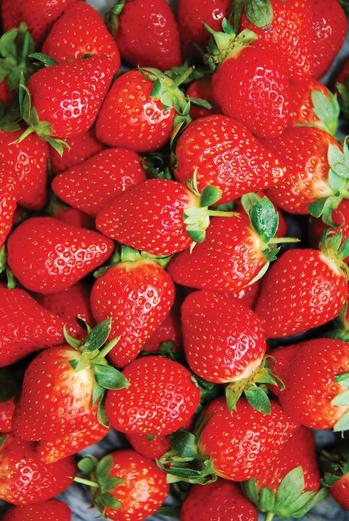'Honeoye' Strawberry - Fragaria x ananassa from IGC Quicksite Upgrade