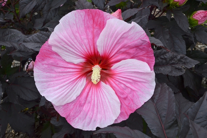 'Starry Starry Night' Rose Mallow - Hibiscus from IGC Quicksite Upgrade