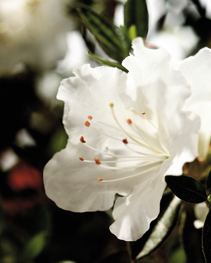 Encore&reg; 'Autumn Angel&reg;' - Rhododendron (Azalea) from IGC Quicksite Upgrade