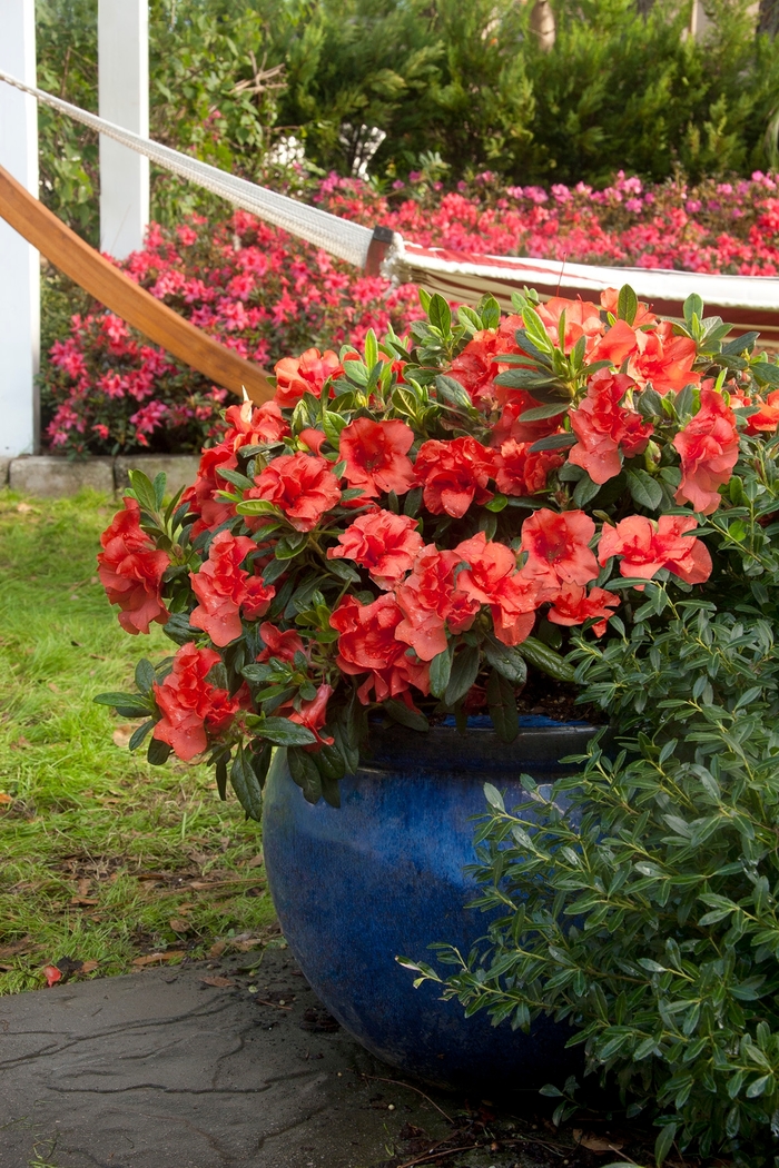 Encore&reg; 'Autumn Embers&trade;' - Rhododendron (Azalea) from IGC Quicksite Upgrade