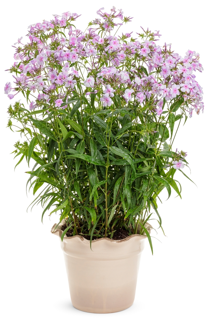 'Opening Act Pink-a-Dot' - Phlox from IGC Quicksite Upgrade