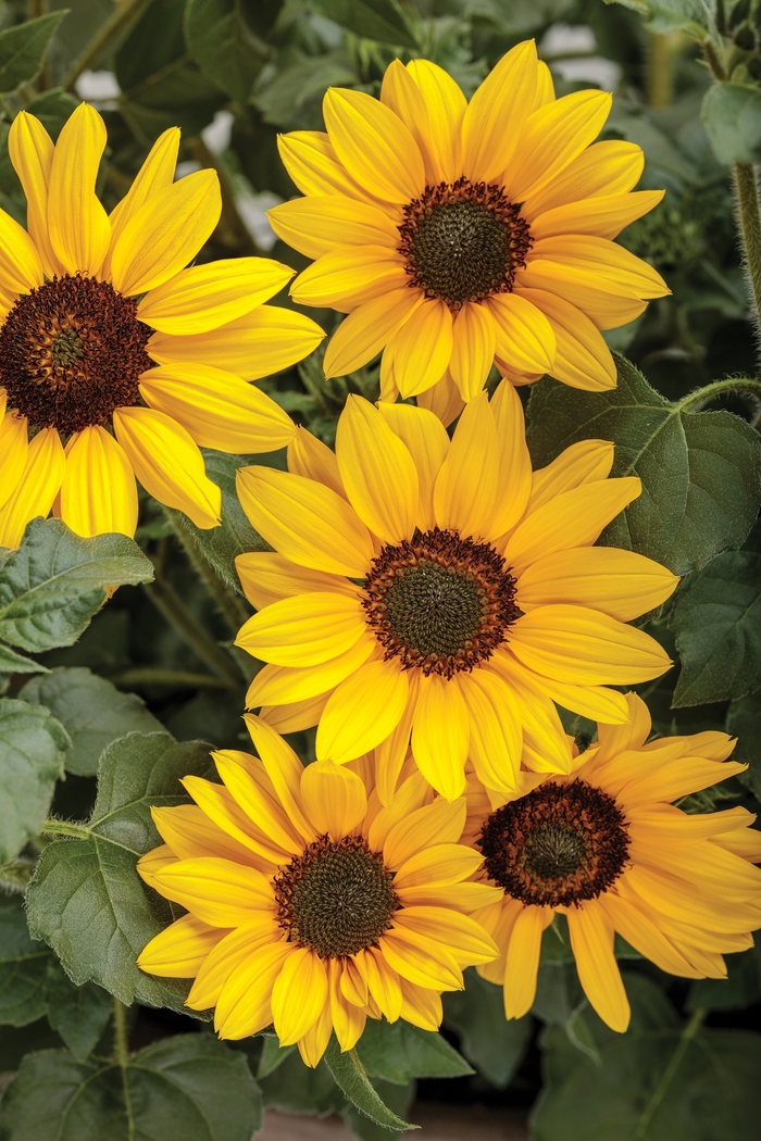 Suncredible® Yellow - Helianthus hybrid from IGC Quicksite Upgrade
