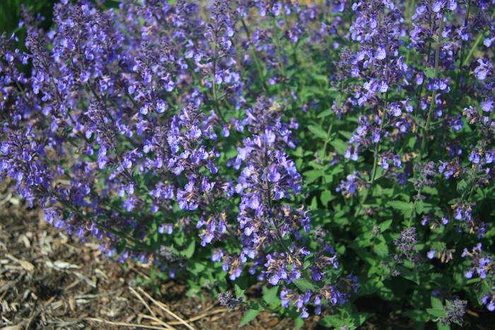 'Junior Walker&trade;' - Nepeta x faassenii (Catmint) from IGC Quicksite Upgrade