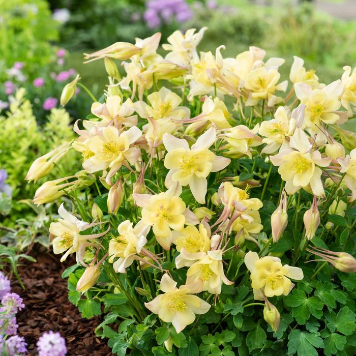 Earlybird&trade; Yellow - Aquilegia caerulea (Columbine) from IGC Quicksite Upgrade