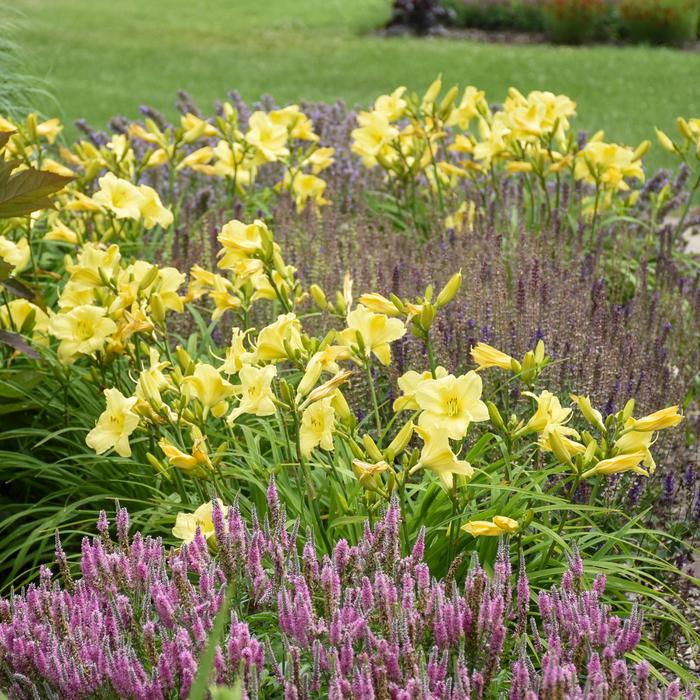Rainbow Rhythm&reg; 'Going Bananas' - Hemerocallis (Daylily) from IGC Quicksite Upgrade