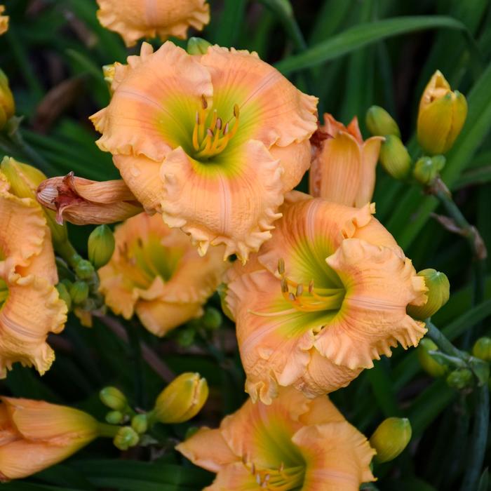 Rainbow Rhythm&reg; 'Orange Smoothie' - Hemerocallis (Daylily) from IGC Quicksite Upgrade