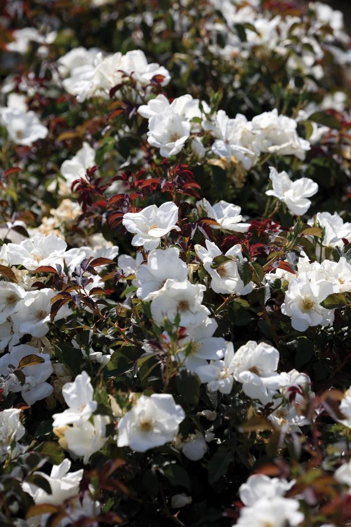 Knock Out&reg; White - Rosa (Rose) from IGC Quicksite Upgrade