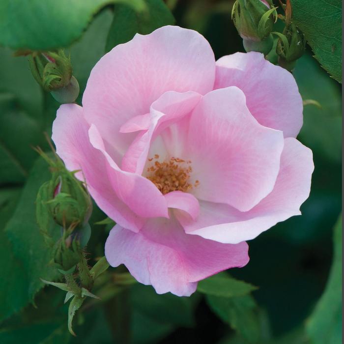 Knock Out&reg; Blushing - Rosa (Shrub Rose) from IGC Quicksite Upgrade