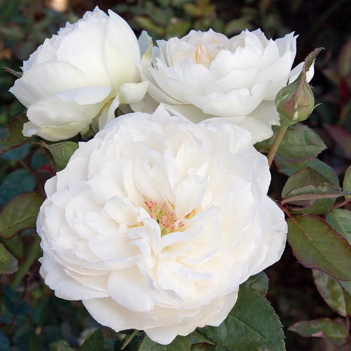 'Bolero&trade;' - Rosa (Garden Rose) from IGC Quicksite Upgrade