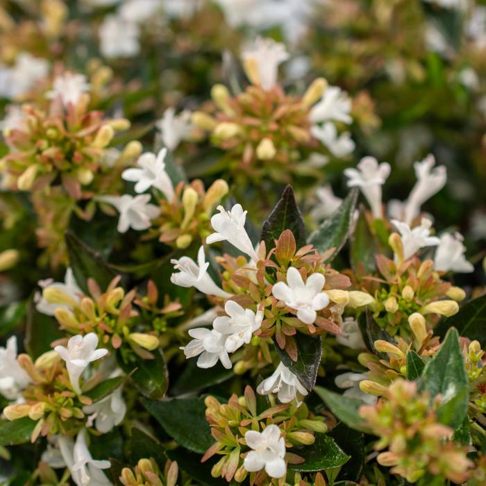 Apple Perfection™ - Abelia from IGC Quicksite Upgrade