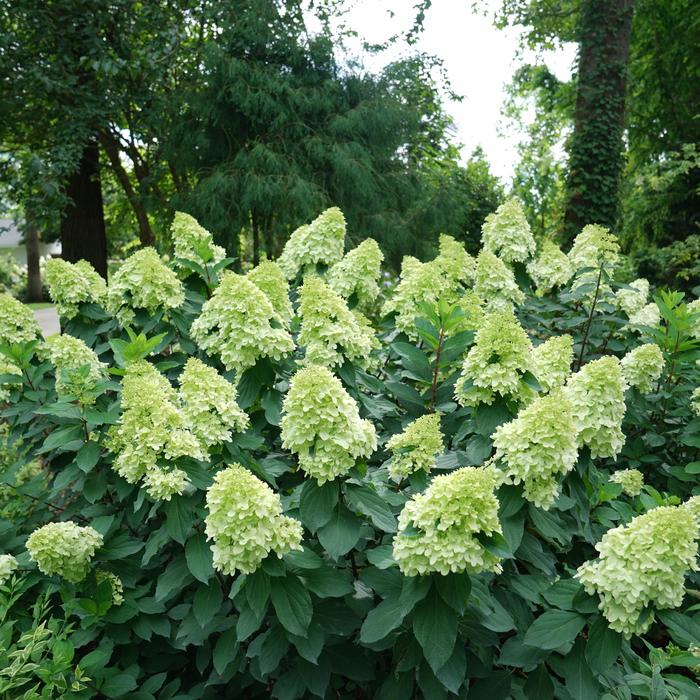 'Limelight Prime&reg;' - Hydrangea paniculata from IGC Quicksite Upgrade