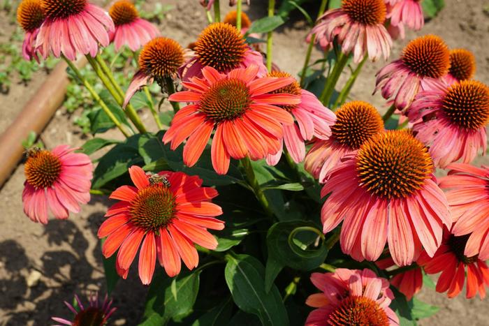Sombrero® 'Tango Tangerine' - Echinacea (Coneflower) from IGC Quicksite Upgrade