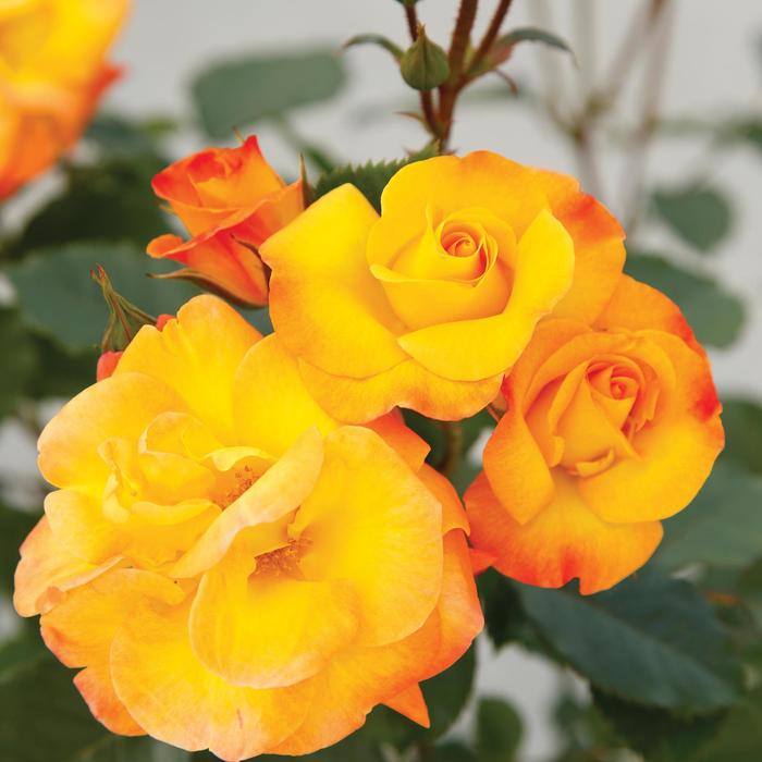 Veranda® Fiesta - Rosa 'Korhesanwes' PP34043 from IGC Quicksite Upgrade