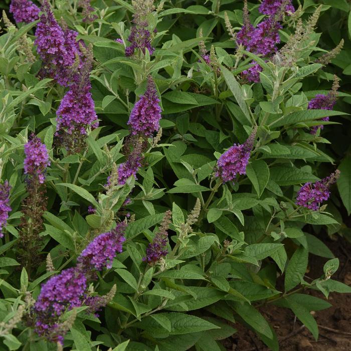 Chrysalis&trade; Blue - Buddleia davidii (Butterfly Bush) from IGC Quicksite Upgrade