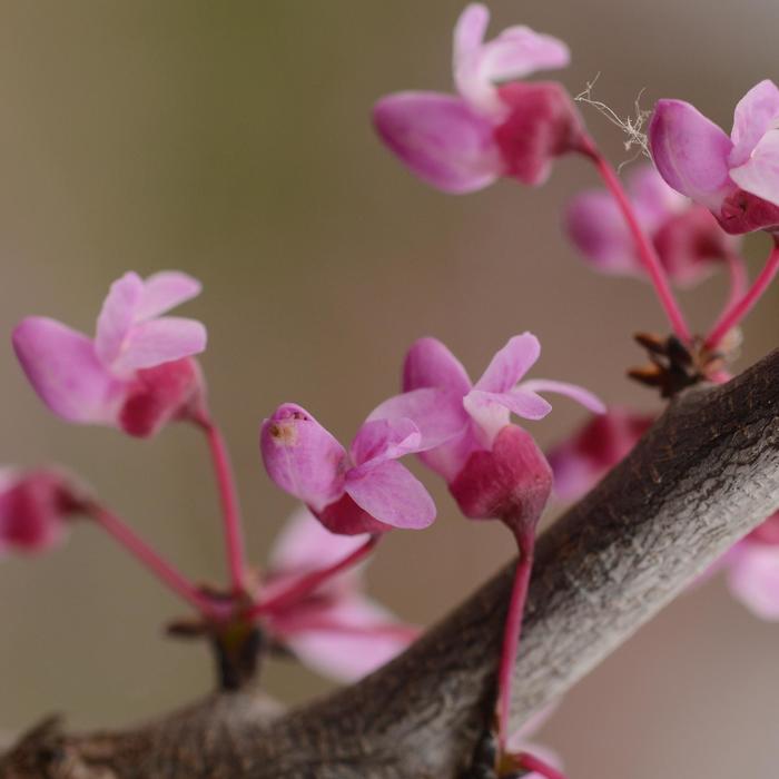 'Pink Heartbreaker' - Cercis canadensis (Redbud) from IGC Quicksite Upgrade