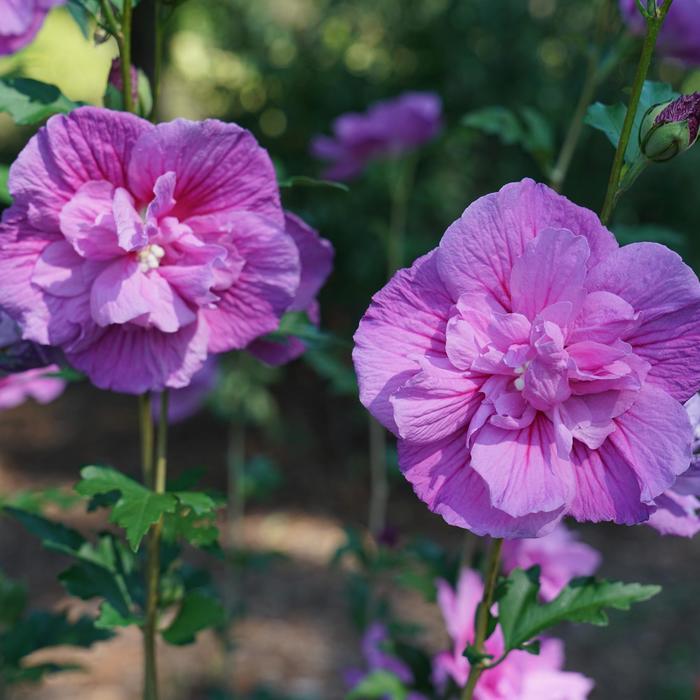 Chiffon&reg; 'Dark Lavender' - Hibiscus syriacus (Rose of Sharon) from IGC Quicksite Upgrade