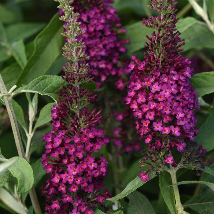 Chrysalis&trade; Cranberry - Buddleia davidii (Butterfly Bush) from IGC Quicksite Upgrade