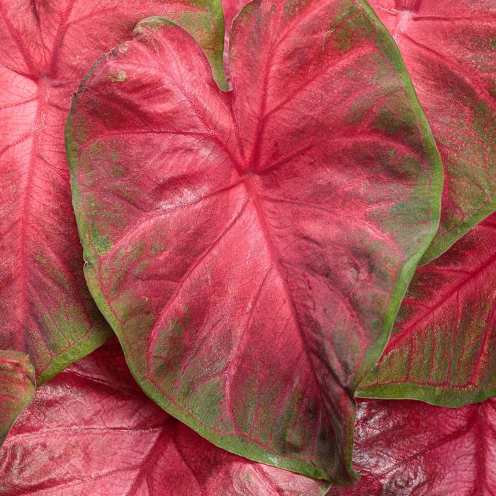 Heart to Heart®: 'Hot Flash' - Caladium hortulanum from IGC Quicksite Upgrade