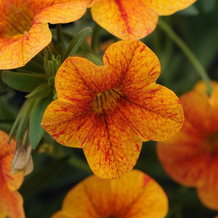 Terracotta Million Bells - Calibrachoa ''Terracotta'' (Million Bells) from IGC Quicksite Upgrade