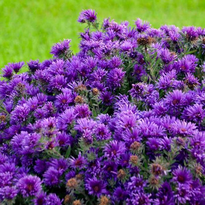 'Grape Crush' New England Aster - Aster novae-angliae from IGC Quicksite Upgrade