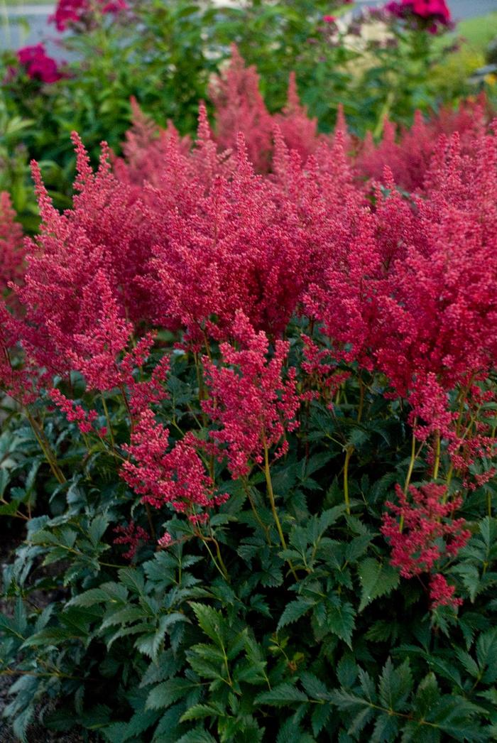 'Montgomery' False Spirea - Astilbe japonica from IGC Quicksite Upgrade