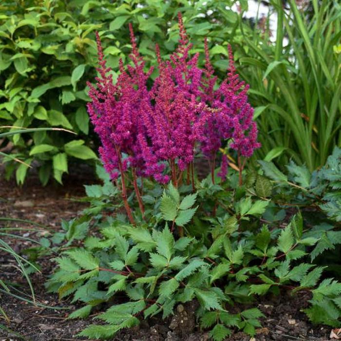 'Vision in Red' - Astilbe chinensis (False Spirea) from IGC Quicksite Upgrade