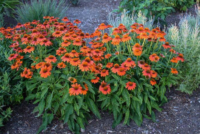 Sombrero&reg; 'Adobe Orange' - Echinacea (Coneflower) from IGC Quicksite Upgrade