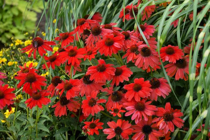 Sombrero® 'Salsa Red' - Echinacea (Coneflower) from IGC Quicksite Upgrade