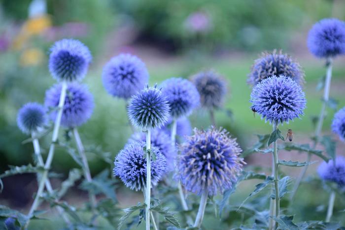 ''Blue Glow'' Globe Thistle - Echinops bannaticus from IGC Quicksite Upgrade