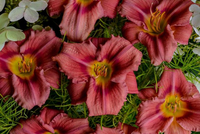 'Rosy Returns' - Hemerocallis (Daylily) from IGC Quicksite Upgrade