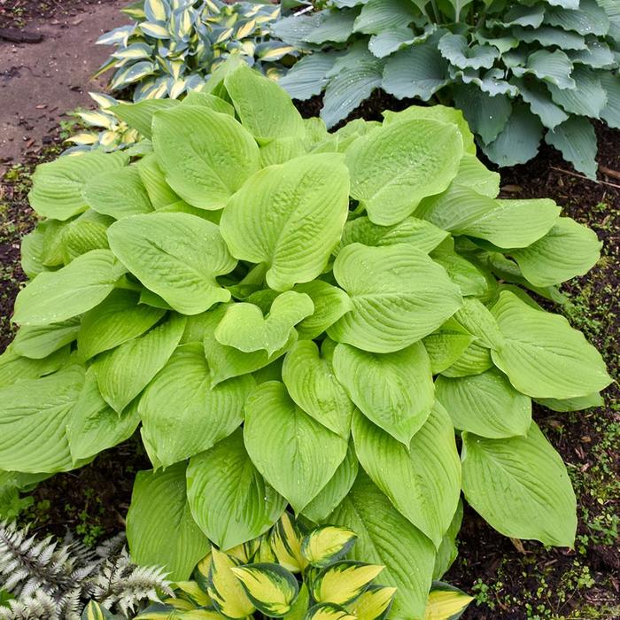 'Age of Gold' Hosta, Plantain Lily - Hosta from IGC Quicksite Upgrade