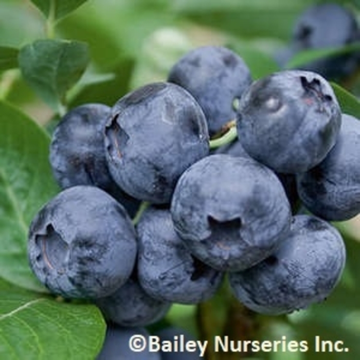 Northblue Blueberry - Blueberry x 'Northblue' from IGC Quicksite Upgrade