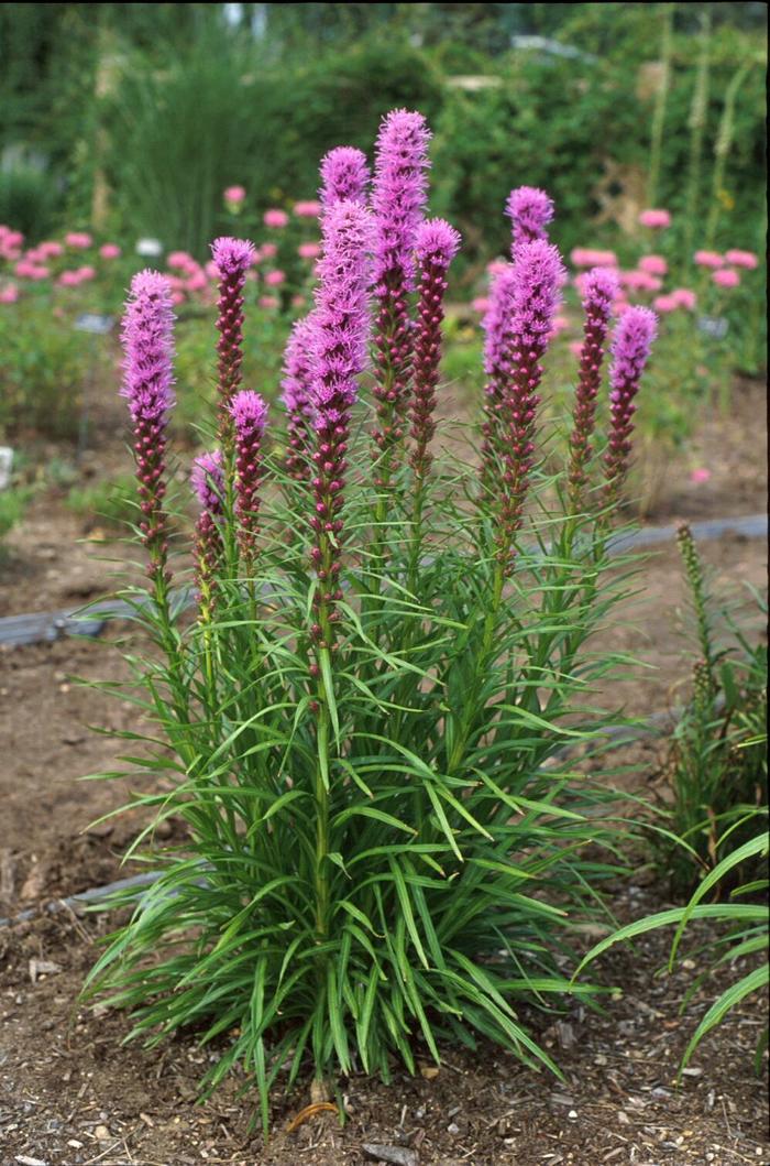 'Kobold' Blazing Star - Liatris spicata from IGC Quicksite Upgrade