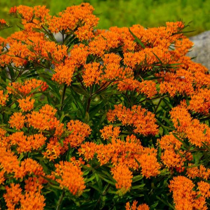 Butterfly Milkweed - Asclepias tuberosa from IGC Quicksite Upgrade